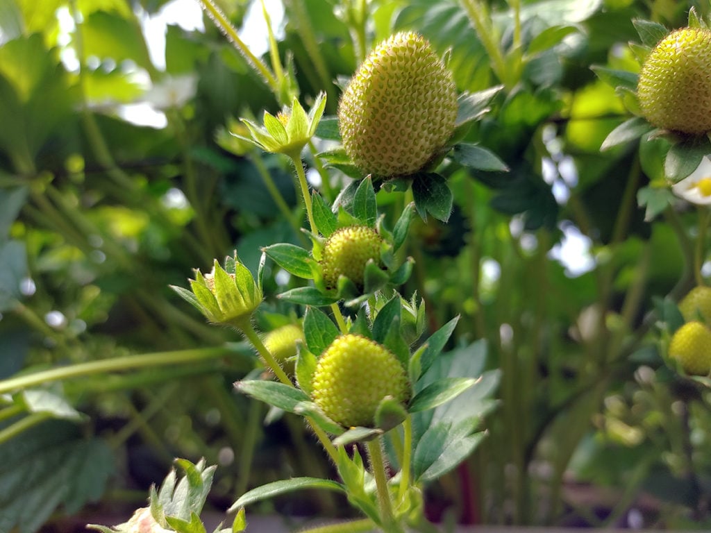 Primer plano de fresas en fase de crecimiento tratadas con P4P 4-Terra