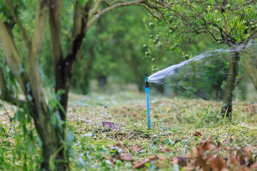 Sistema de riego en un huerto de cítricos