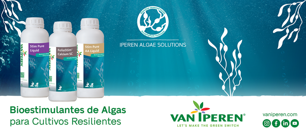 Descripción general de los bioestimulantes de algas marinas de Van Iperen