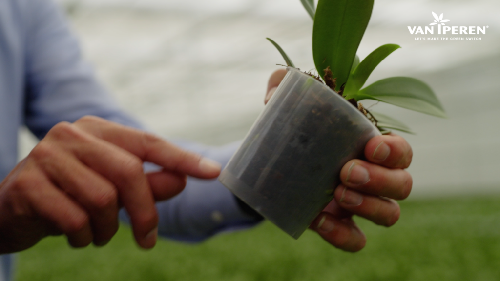 Crecimiento de la raiz de una orquidea tratada con GreenSwitch Original