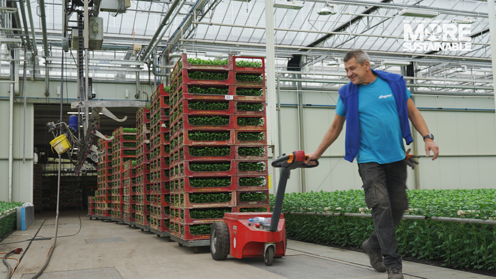 Un trabajador de Beyond Chrysant empuja cajas de crisantemos en el invernadero