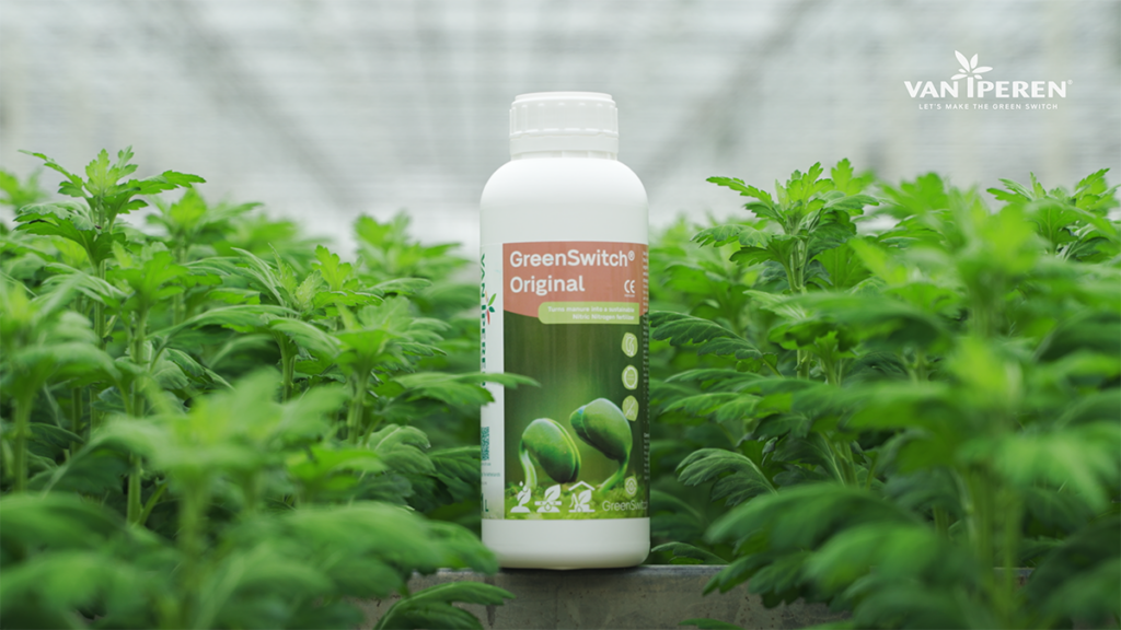 GreenSwitch Original, uno de nuestros fertilizantes circulares, en el invernadero de Beyond Chrysant