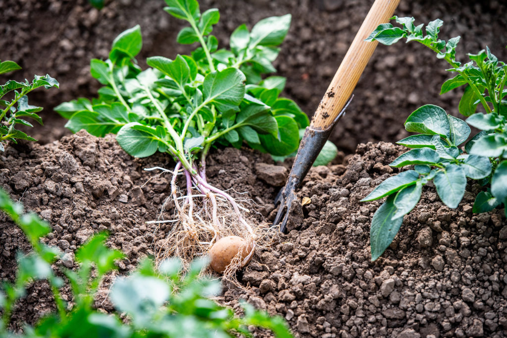 Plant de pomme de terre après application de Plants for Plants 4-Good sur des terres agricoles néerlandaises