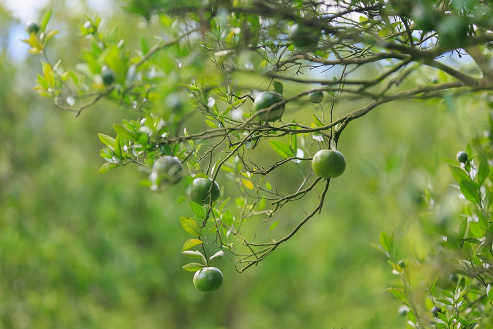 Agrumes pendant le process de maturation