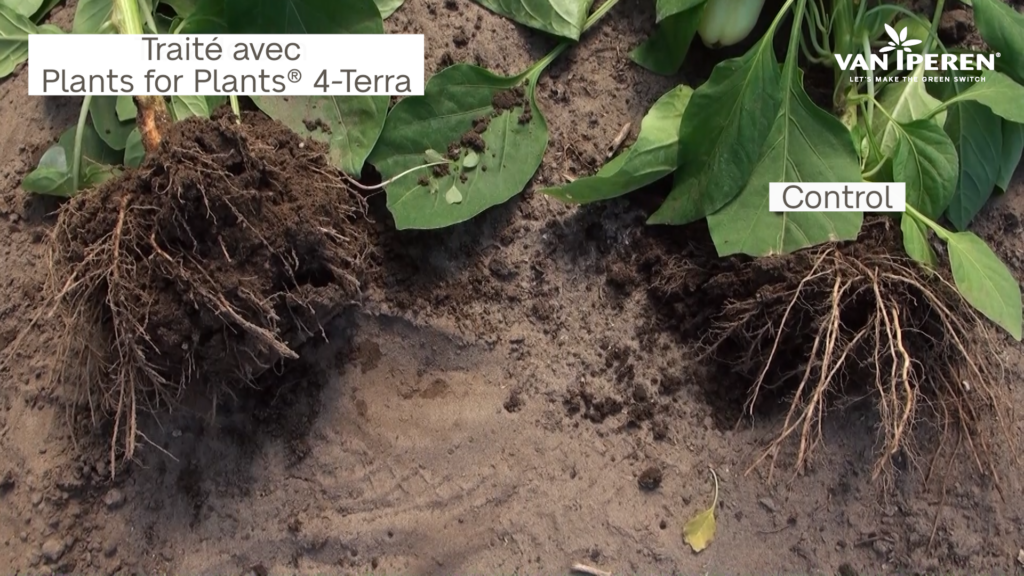 Plant de poivron gauche traité avec Plants for Plants 4-Terra par rapport aux plants témoins