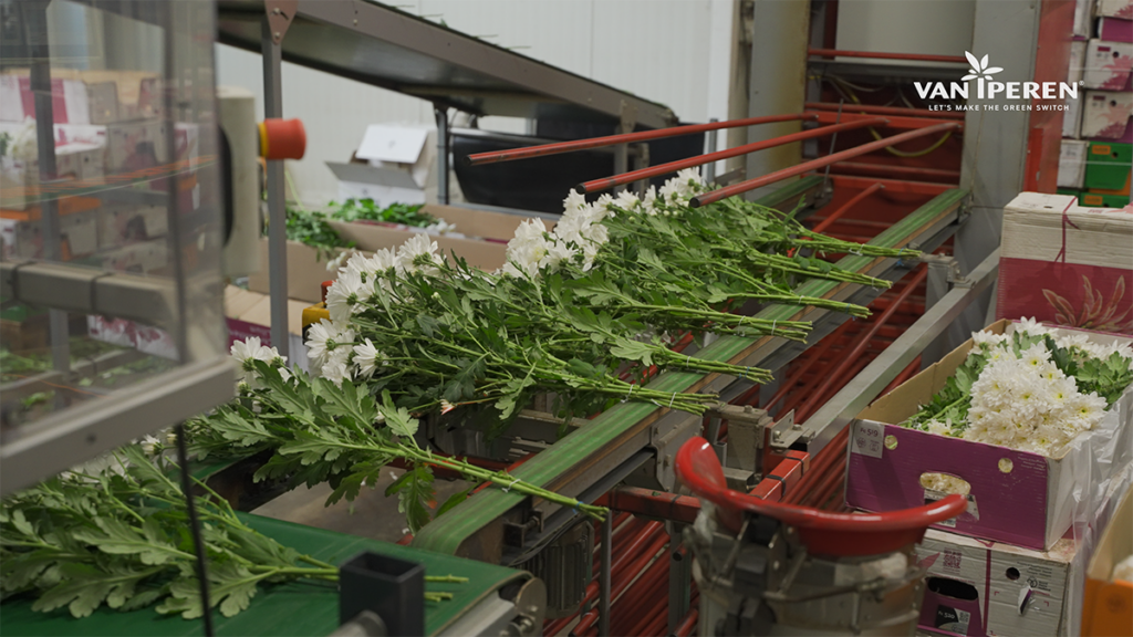 Détail du processus de fabrication des chrysanthèmes chez Beyond Chrysant