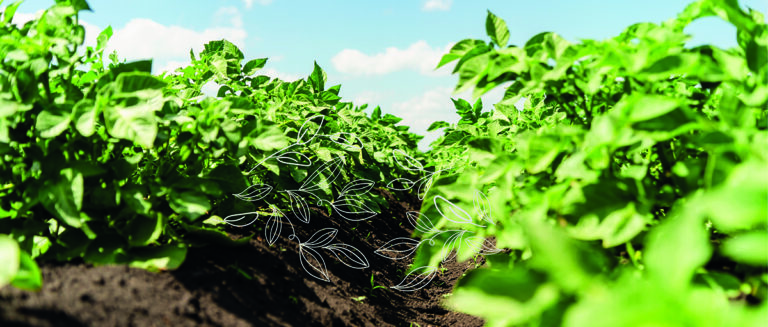 potato field rows with green bushes, close up.