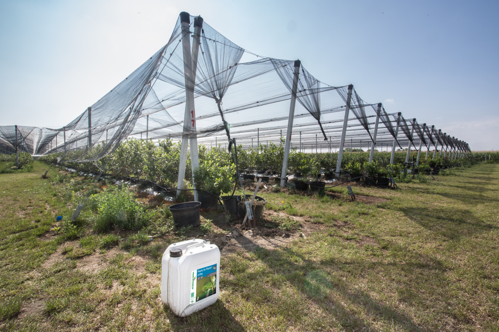 Blueberry orchard treated with Plants for Plants 4-Vita in Croatia