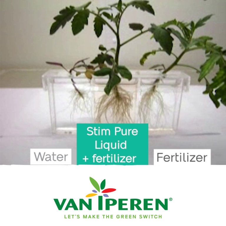 Feature image of news article 'Root growth on tomato plant with Stim Pure Liquid'