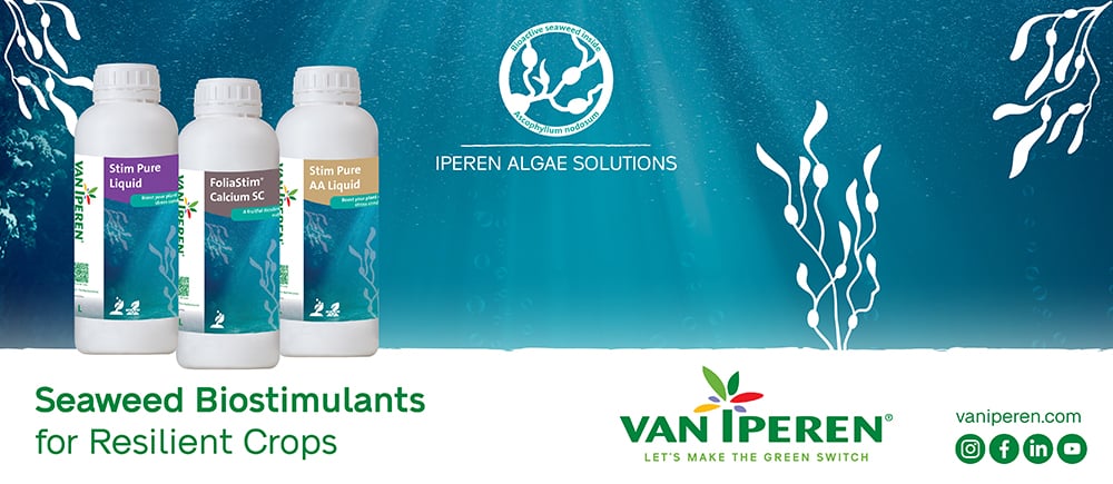 Overview of Van Iperen's Seaweed Biostimulants 