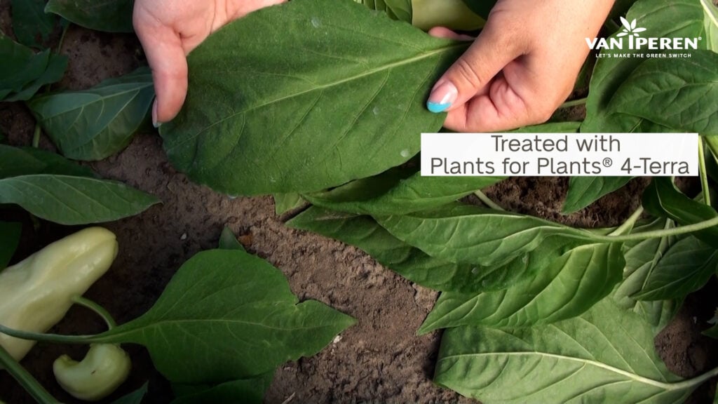 Pieces of evidence on the leaf size and colour after applying Plants for Plants 4-Terra